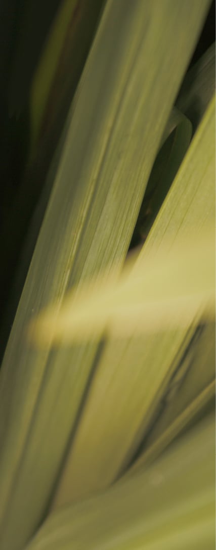 TER_WEB_Landing_SliderSections_320x816_4_Wetland